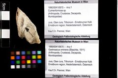 Foto (Objket + Etiketten) von Culmenformosa sp. 